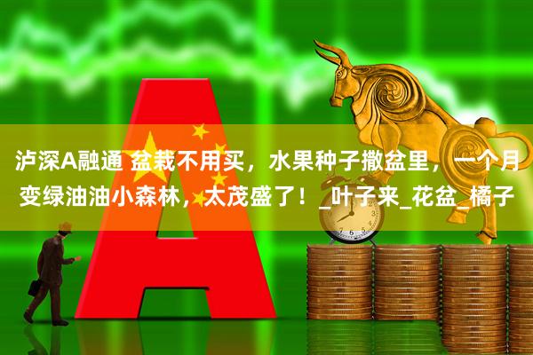 泸深A融通 盆栽不用买，水果种子撒盆里，一个月变绿油油小森林，太茂盛了！_叶子来_花盆_橘子